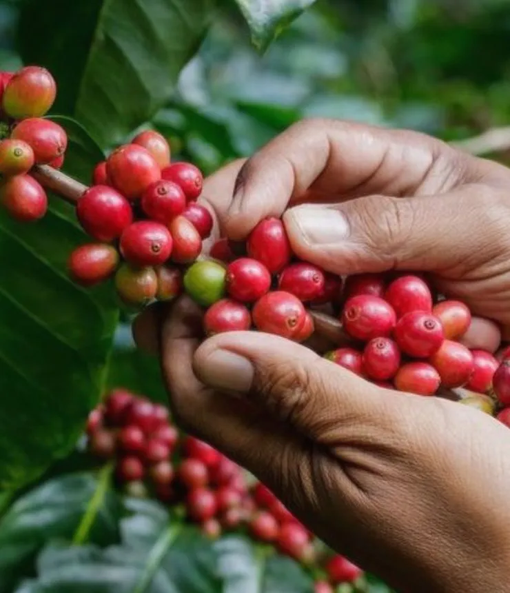 Cosecha selectiva de café