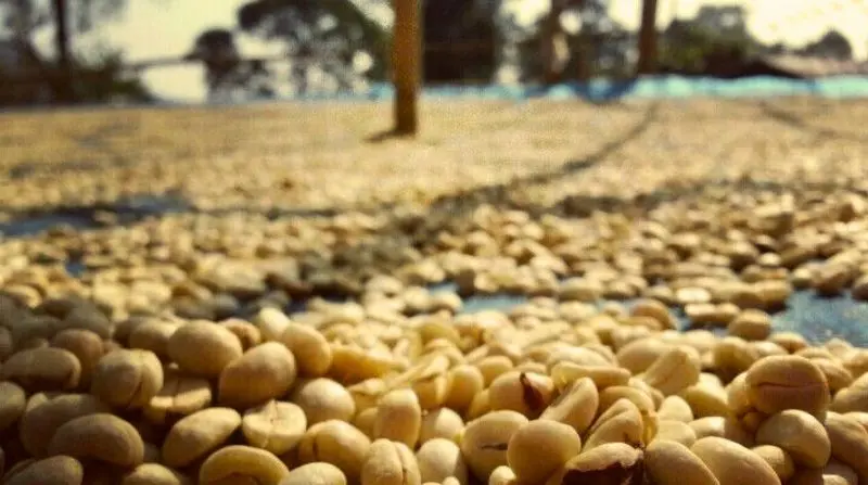 Proceso Lavado de café SALVA
