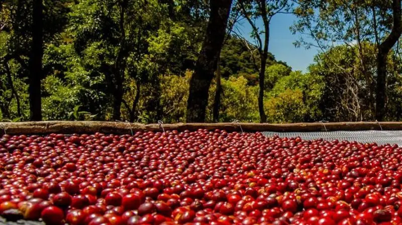 Proceso Natural de café SALVA